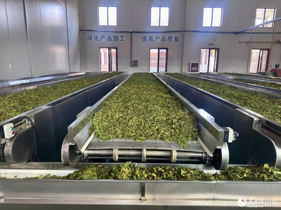 霜桑葉茶的匠心加工 傳統技藝與現代健康的交融